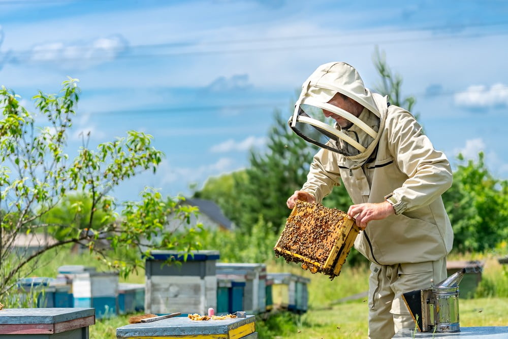 Entretien sur les abeilles et l'apiculture